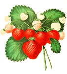 イチゴ（ストロベリー）