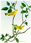 黄色い小鳥