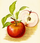 りんご（林檎）