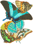 青い蝶々 バタフライ