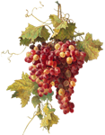 ブドウ（グレープ）